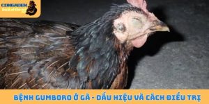 Bệnh Gumboro ở gà