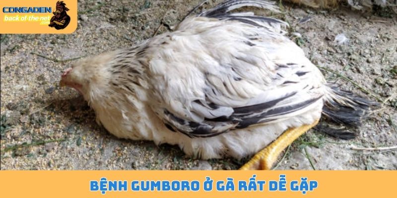 Bệnh Gumboro ở gà - Nguyên nhân, dấu hiệu và cách điều trị 4 Bệnh Gumboro ở gà rất dễ gặp