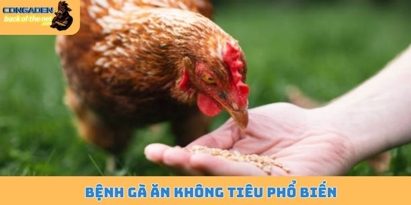 Bệnh gà ăn không tiêu phổ biến