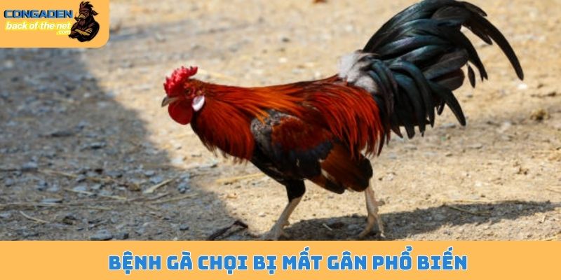Gà chọi bị mất gân - Dấu hiệu tiềm ẩn và nguyên nhân sâu xa 4 Bệnh gà chọi bị mất gân phổ biến