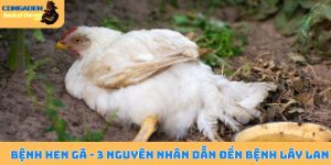 Bệnh hen gà
