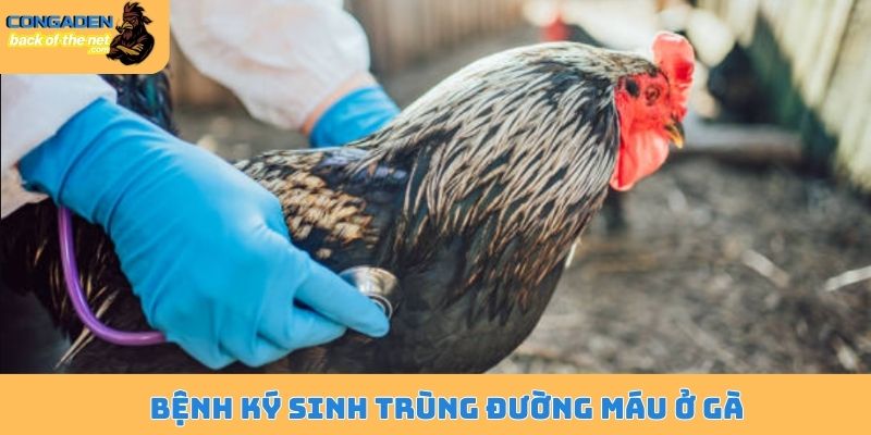 Ký sinh trùng đường máu ở gà - Mối nguy hiểm đang rình rập 4 Bệnh ký sinh trùng đường máu ở gà