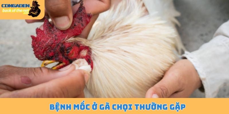 Chữa mốc cho gà chọi - Bí quyết nâng cao hiệu quả 99% 4 Bệnh mốc ở gà chọi thường gặp