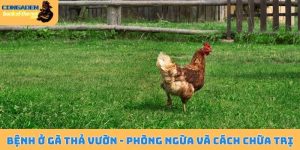Bệnh thường gặp ở gà thả vườn