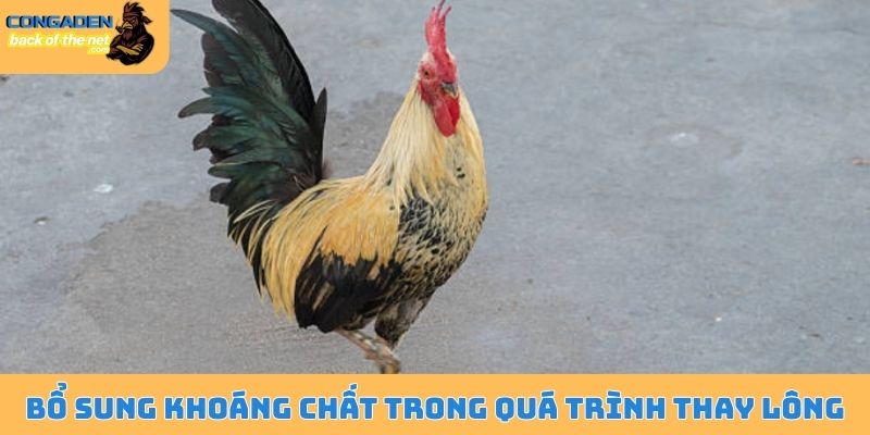 Lý giải gà thay lông bao lâu và lưu ý quan trọng cần biết 6 Bổ sung khoáng chất trong quá trình thay lông