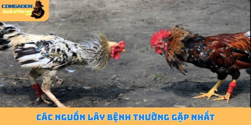 Chữa mốc cho gà chọi - Bí quyết nâng cao hiệu quả 99% 6 Các nguồn lây bệnh thường gặp nhất