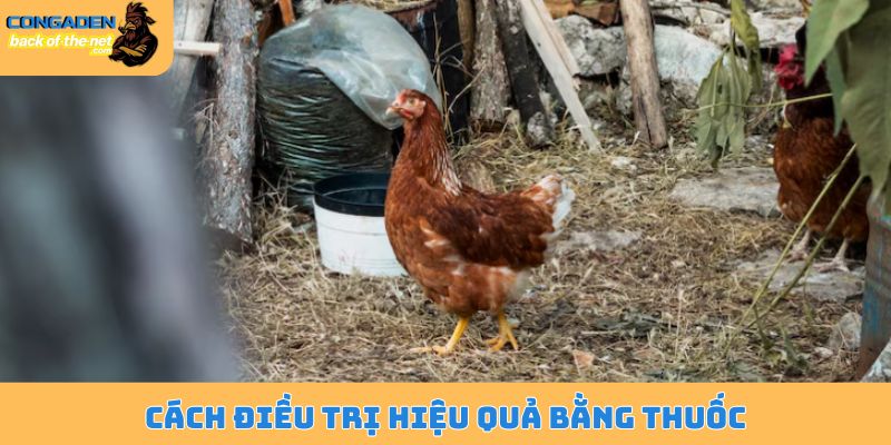 Bệnh thường gặp ở gà thả vườn - Phòng ngừa và cách chữa trị 6 Cách điều trị hiệu quả bằng thuốc