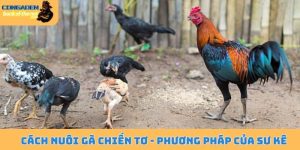 Cách nuôi gà chiến tơ