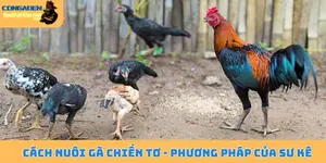 Cách nuôi gà chiến tơ