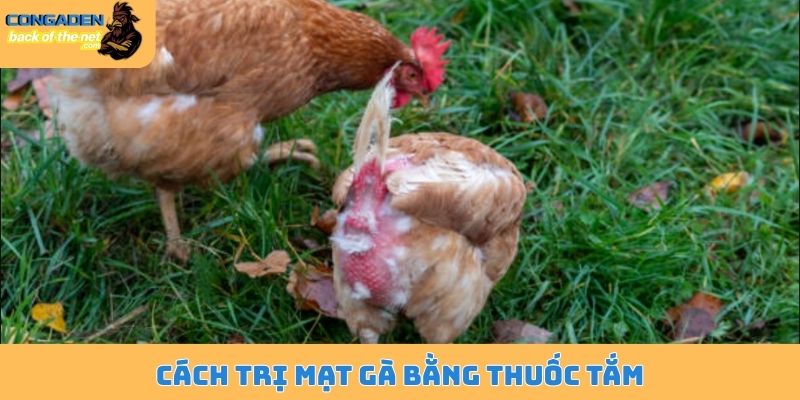 Cách trị mạt gà - Bí kíp điều trị dứt điểm không tái phát 6 Cách trị mạt gà bằng thuốc tắm