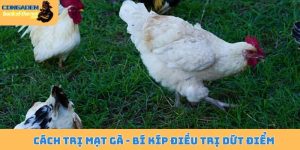 Cách trị mạt gà