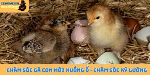 Chăm sóc gà con mới xuống ổ