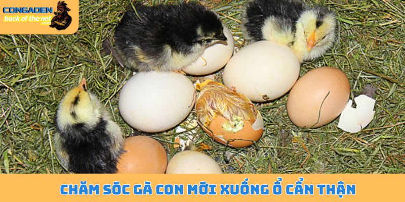 Chăm sóc gà con mới xuống ổ - Phương pháp chăm sóc đỉnh cao 4 Chăm sóc gà con mới xuống ổ cẩn thận