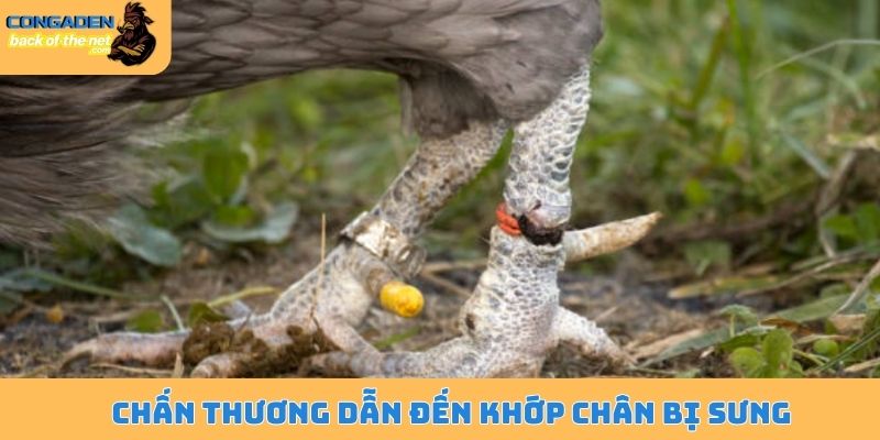 Gà bị sưng khớp chân - Bệnh nguy hiểm cần điều trị ngay 5 Chấn thương dẫn đến khớp chân bị sưng