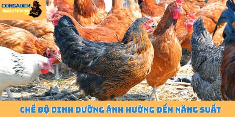 Chế độ dinh dưỡng ảnh hưởng đến năng suất