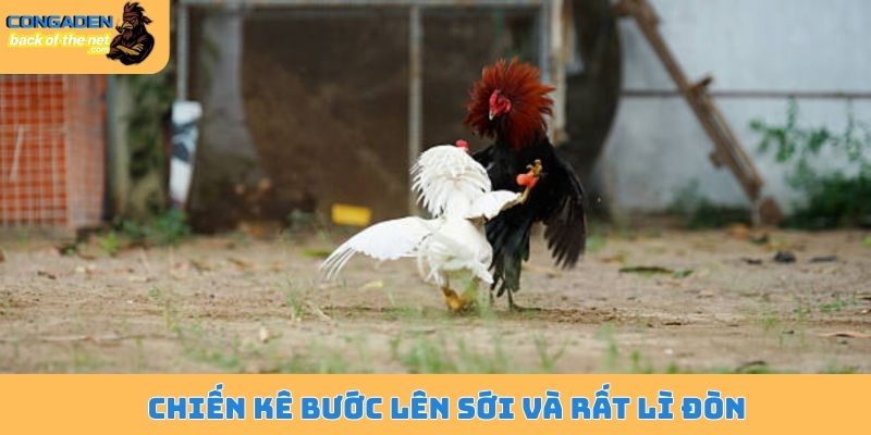 Chiến kê bước lên sới và rất lì đòn