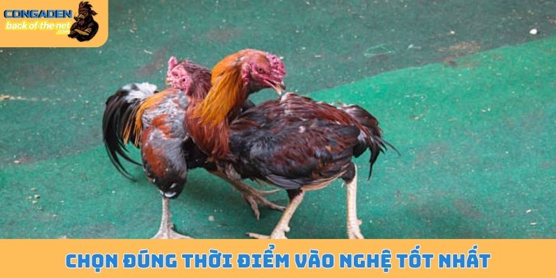 Kinh nghiệm vào nghệ cho gà đá - Bí kíp có làn da săn chắc 6 Chọn đúng thời điểm vào nghệ tốt nhất