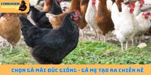 Chọn gà mái đúc giống