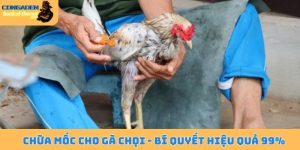 Chữa mốc cho gà chọi