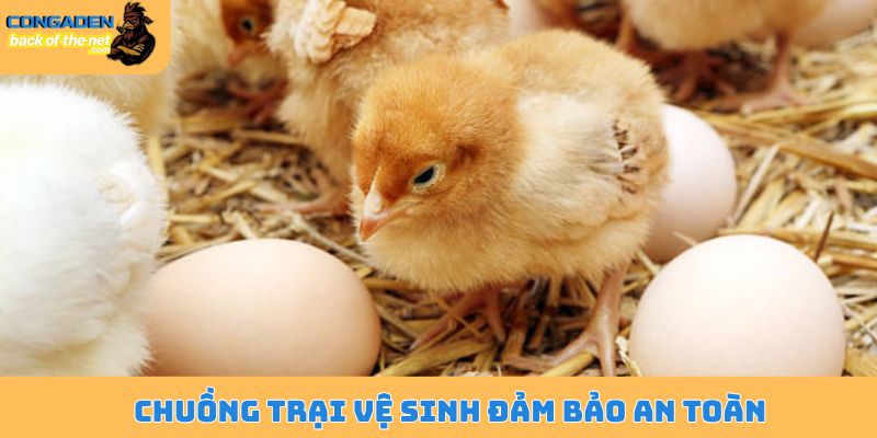 Chăm sóc gà con mới xuống ổ - Phương pháp chăm sóc đỉnh cao 5 Chuồng trại vệ sinh đảm bảo an toàn
