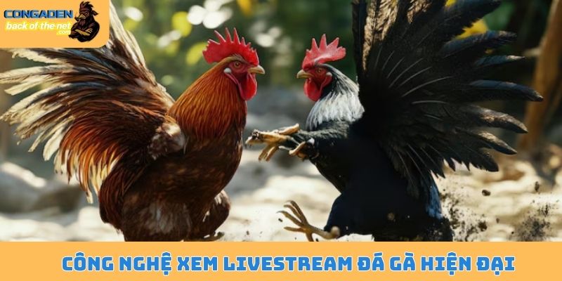 Công nghệ xem livestream đá gà hiện đại