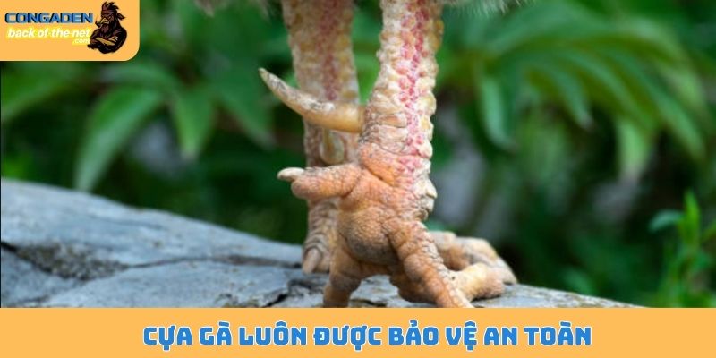 Cựa gà luôn được bảo vệ an toàn