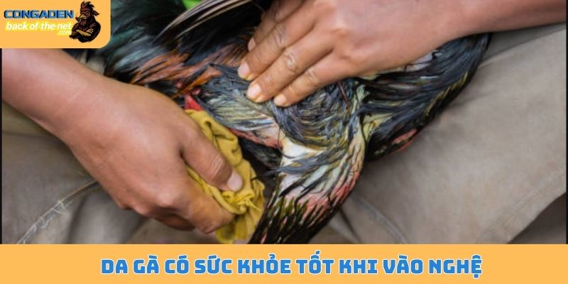 Kinh nghiệm vào nghệ cho gà đá - Bí kíp có làn da săn chắc 4 Da gà có sức khỏe tốt khi vào nghệ
