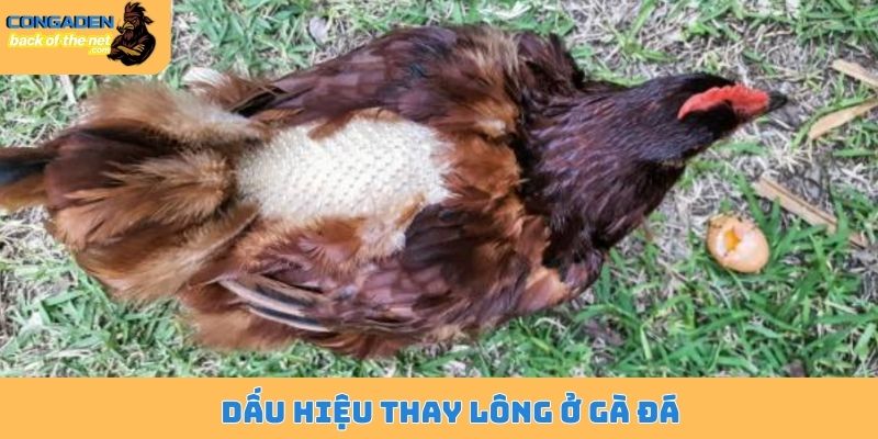 Lý giải gà thay lông bao lâu và lưu ý quan trọng cần biết 4 Dấu hiệu thay lông ở gà đá