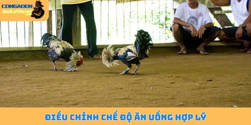 Gà chọi bị mất gân - Dấu hiệu tiềm ẩn và nguyên nhân sâu xa 6 Điều chỉnh chế độ ăn uống hợp lý