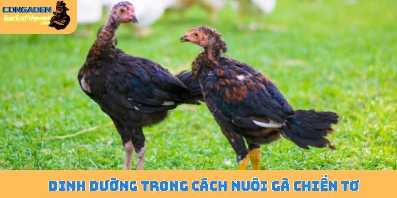 Cách nuôi gà chiến tơ - Phương pháp của những sư kê gạo cội 4 Dinh dưỡng trong cách nuôi gà chiến tơ