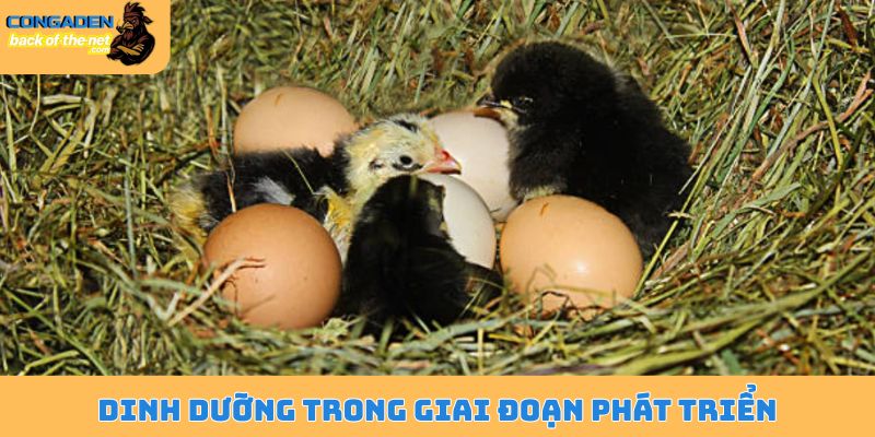 Chăm sóc gà con mới xuống ổ - Phương pháp chăm sóc đỉnh cao 6 Dinh dưỡng trong giai đoạn phát triển