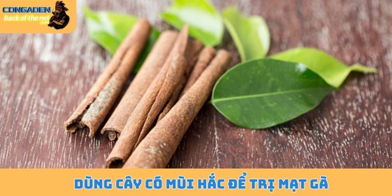 Cách trị mạt gà - Bí kíp điều trị dứt điểm không tái phát 5 Dùng cây có mùi hắc để trị mạt gà