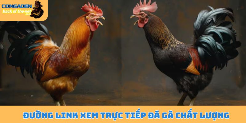 Đường link xem trực tiếp đá gà chất lượng