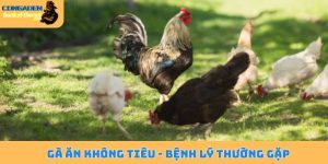 Gà ăn không tiêu