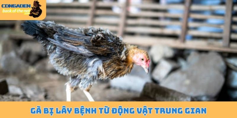 Bệnh Gumboro ở gà - Nguyên nhân, dấu hiệu và cách điều trị 6 Gà bị lây bệnh từ động vật trung gian