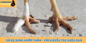 Gà bị sưng khớp chân