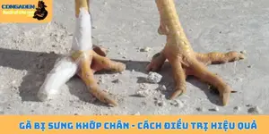 Gà bị sưng khớp chân
