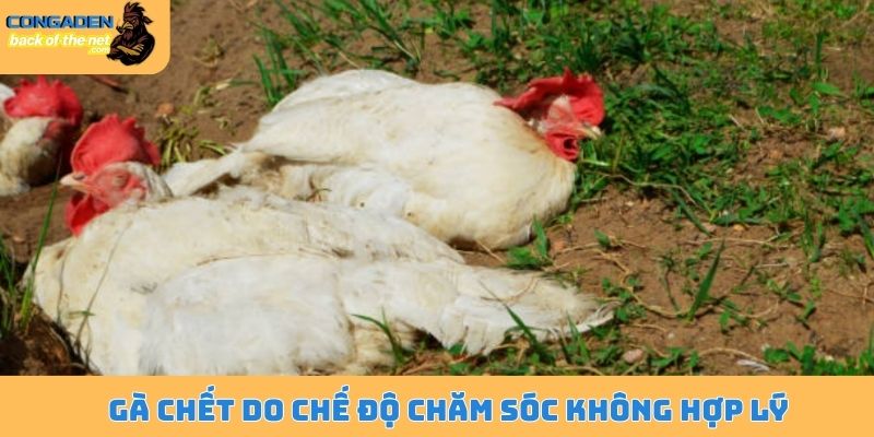 Gà chết do chế độ chăm sóc không hợp lý