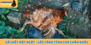 Gà chết đột ngột