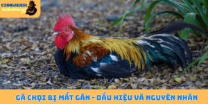 Gà chọi bị mất gân