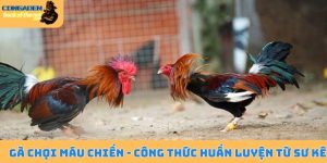 Gà chọi máu chiến