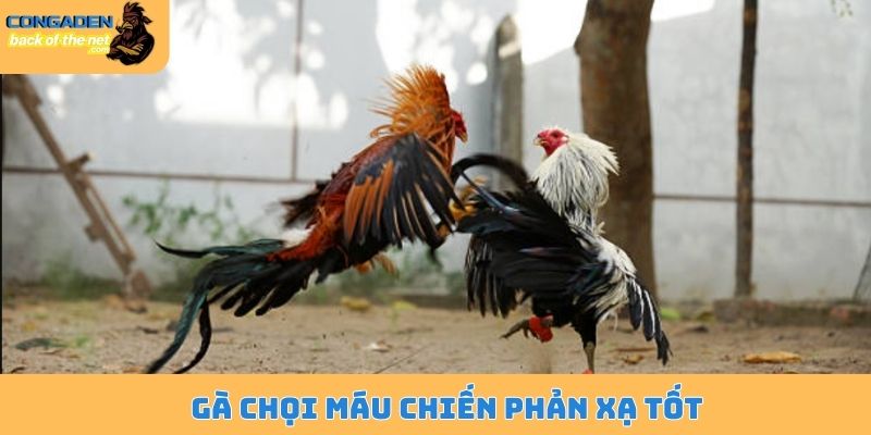 Gà chọi máu chiến phản xạ tốt