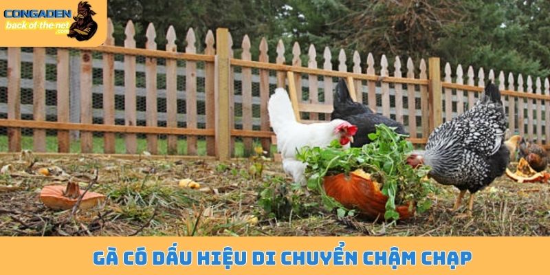 Gà có dấu hiệu di chuyển chậm chạp