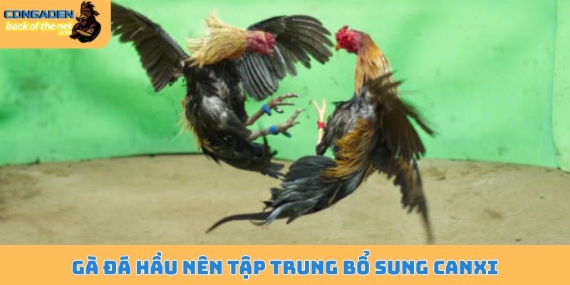 Lối dá gà chọi - Đòn cáo hiểm độc, hạ gục đối thủ cực nhanh 6 Gà đá hầu nên tập trung bổ sung canxi