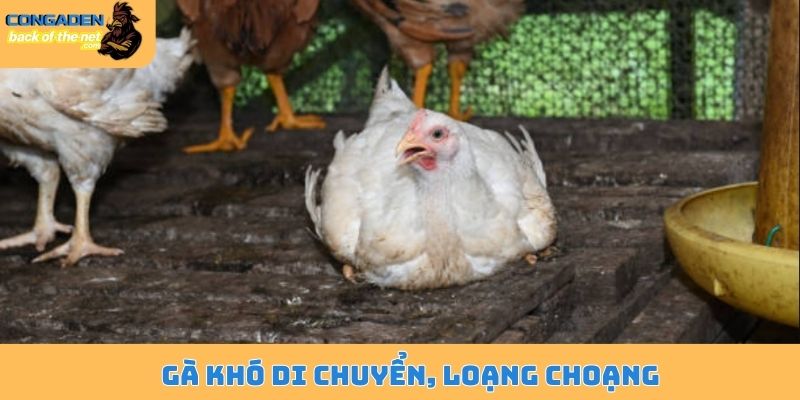 Bệnh Gumboro ở gà - Nguyên nhân, dấu hiệu và cách điều trị 5 Gà khó di chuyển, loạng choạng