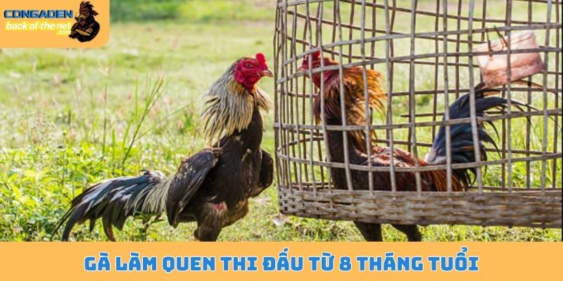 Cách nuôi gà chiến tơ - Phương pháp của những sư kê gạo cội 6 Gà làm quen thi đấu từ 8 tháng tuổi