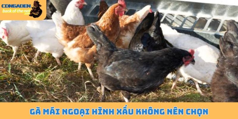 Gà mái ngoại hình xấu không nên chọn