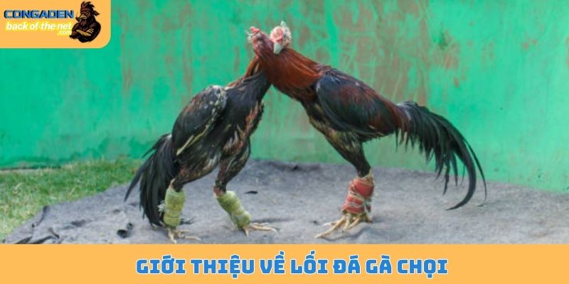 Lối dá gà chọi - Đòn cáo hiểm độc, hạ gục đối thủ cực nhanh 4 Giới thiệu về lối đá gà chọi