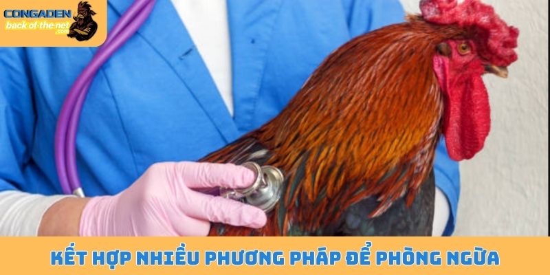 Ký sinh trùng đường máu ở gà - Mối nguy hiểm đang rình rập 6 Kết hợp nhiều phương pháp để phòng ngừa