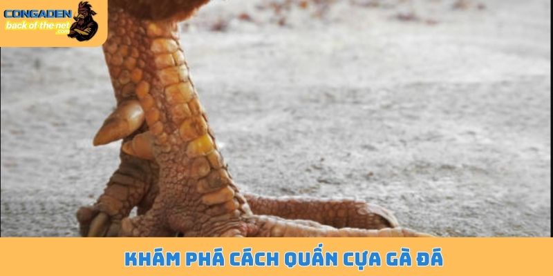 Khám phá cách quấn cựa gà đá